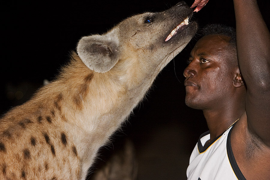 41   Harar hyena